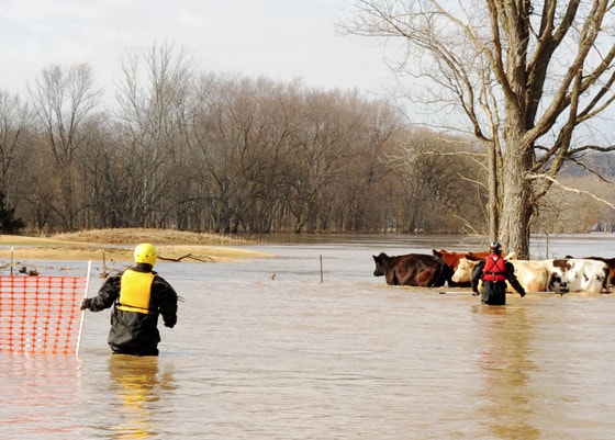 dive rescue international animal rescue